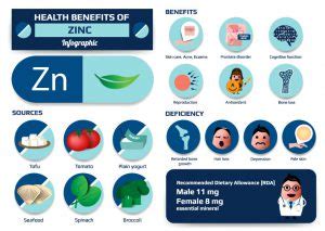 deped.net.zn|what does zinc do for the body.